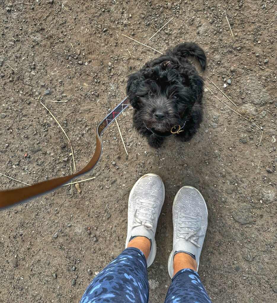 Walkies  by wendystout