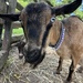 Pretty Goat