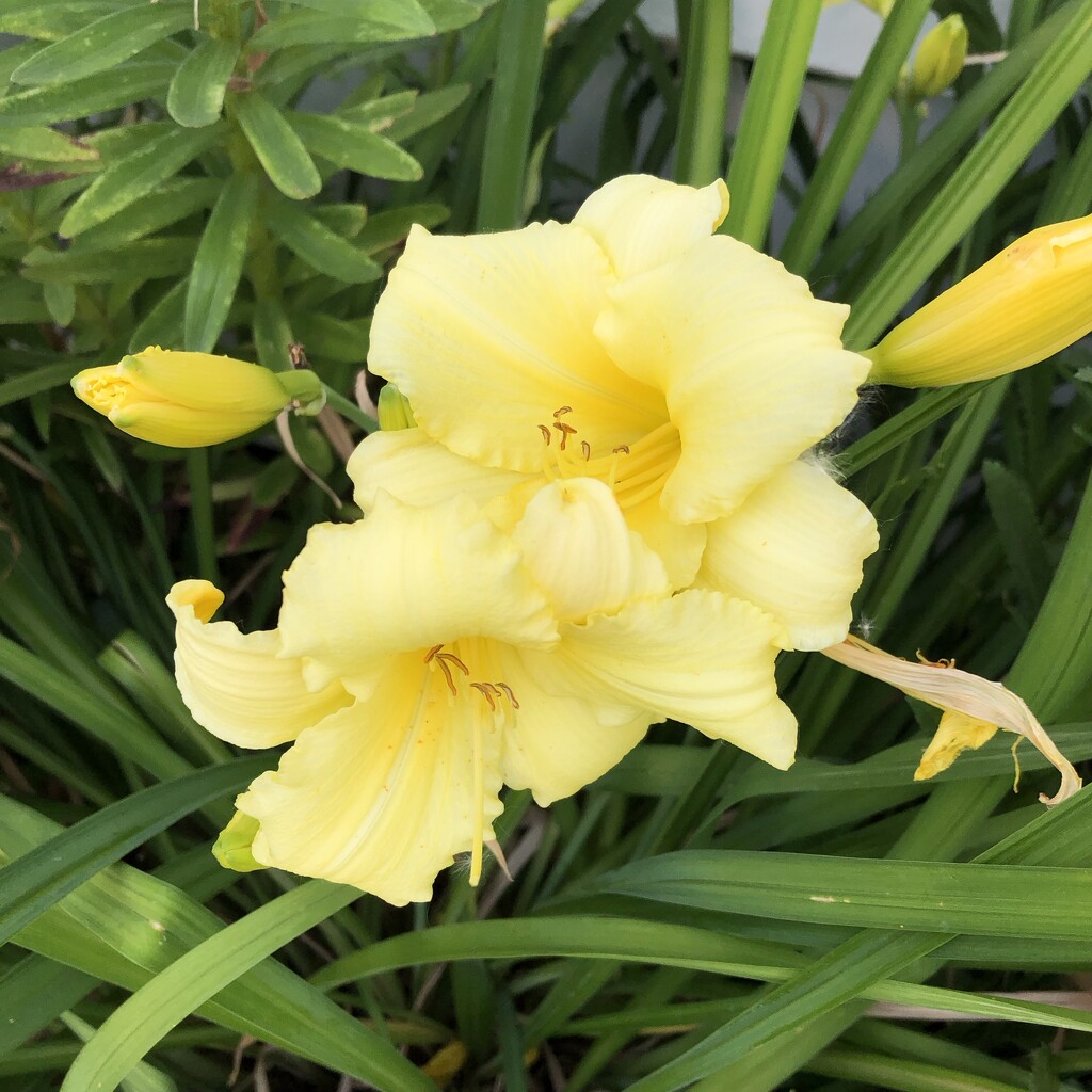 Daylily by dailypix