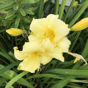 19th Jul 2024 - Daylily