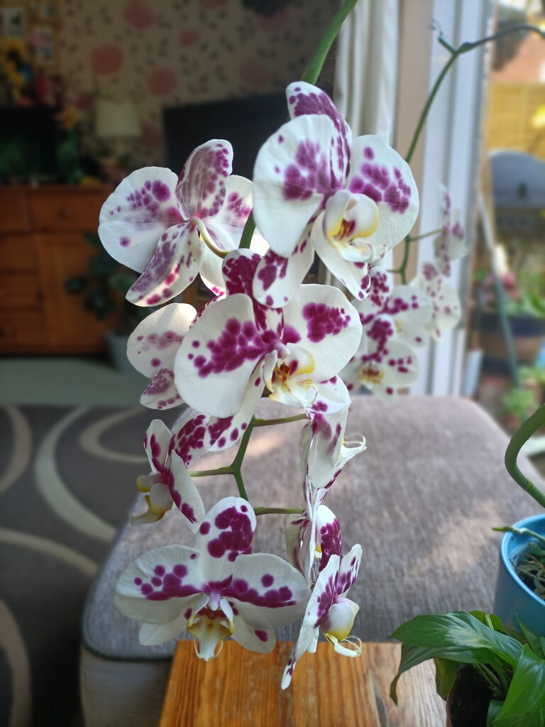 2nd bloom, beautiful orchid. by minnieg