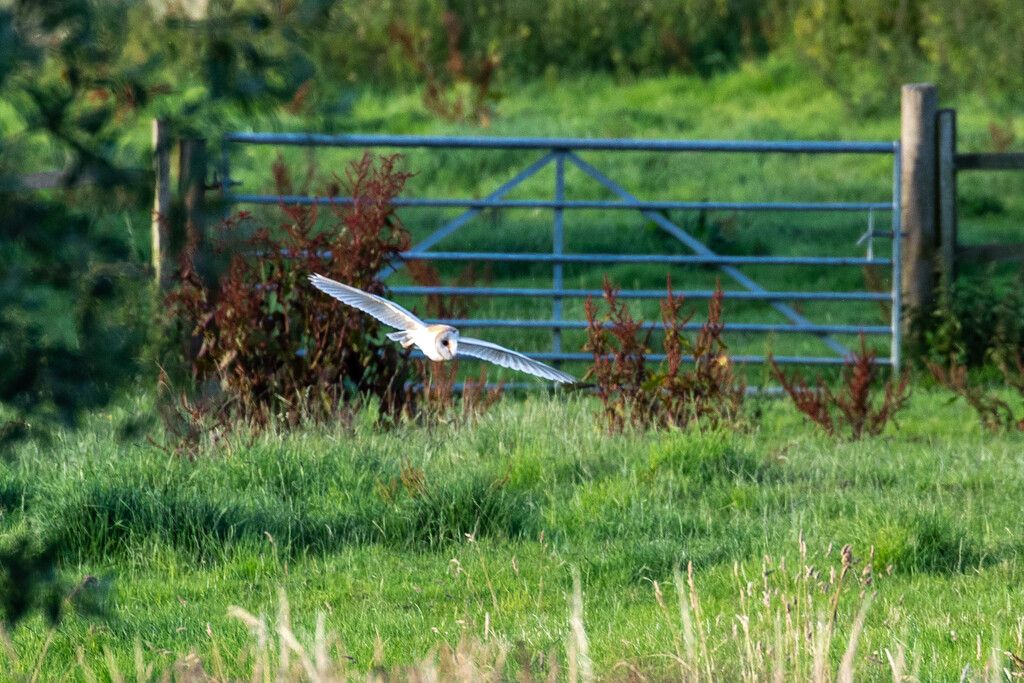 Swooping by carole_sandford