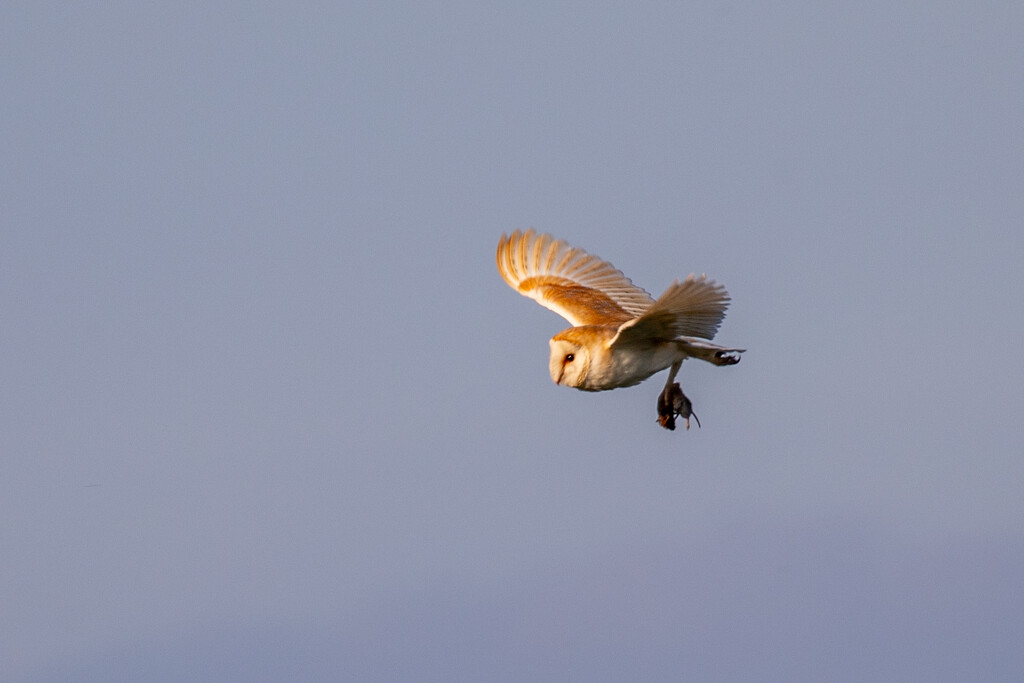 Hunter Gatherer by carole_sandford