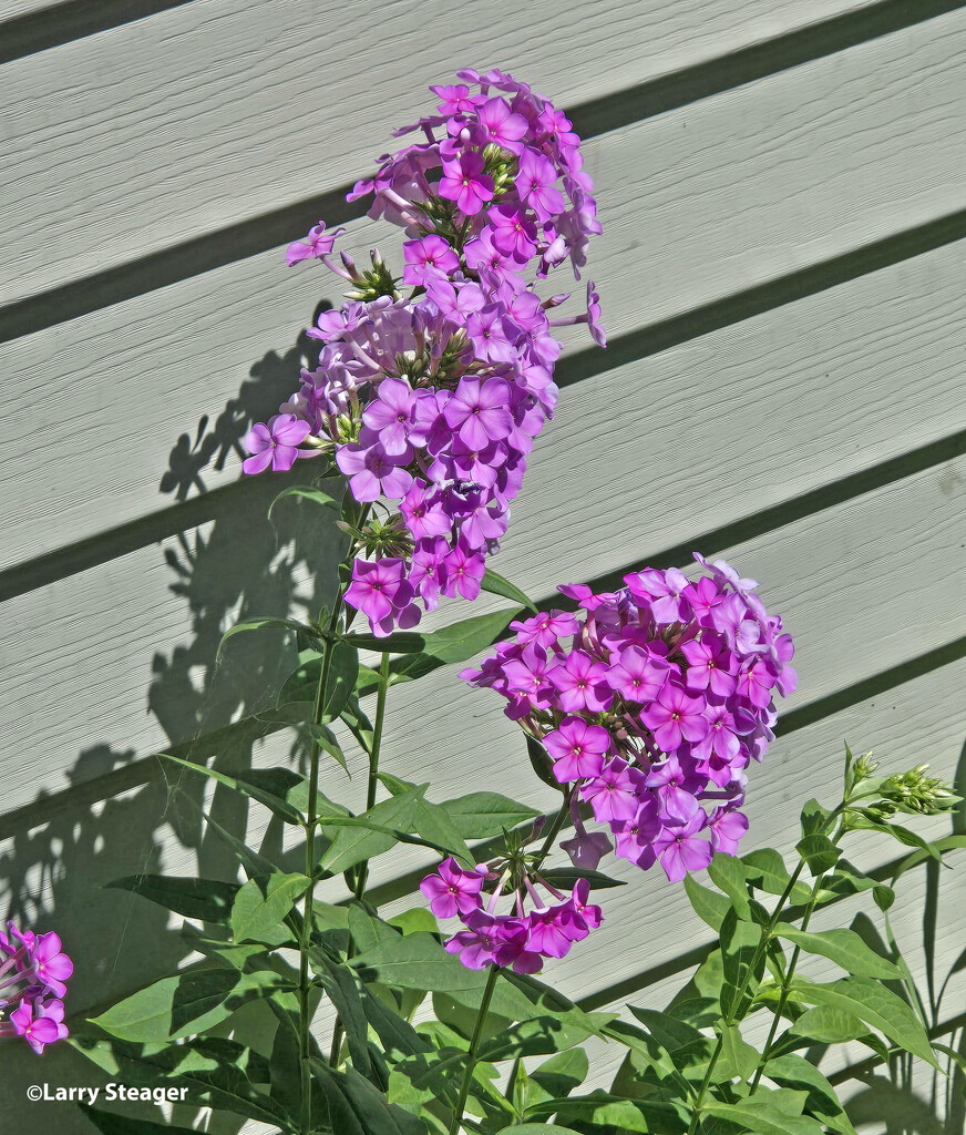 Phlox forever pink chalet by larrysphotos