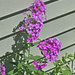 Phlox forever pink chalet