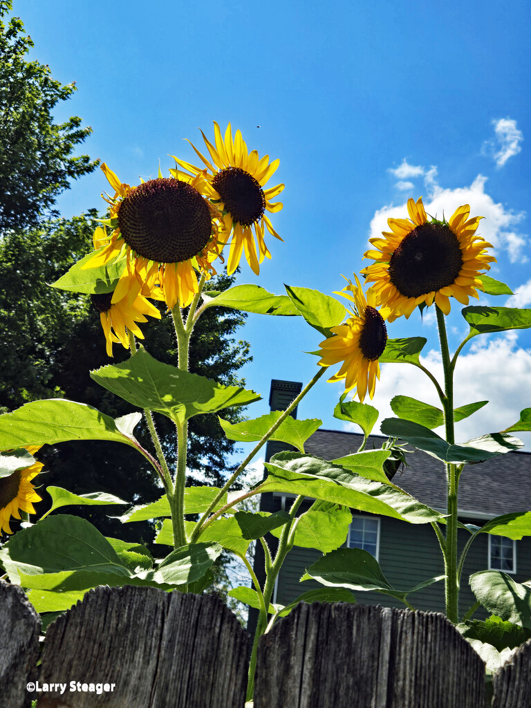 Sunflowers by larrysphotos