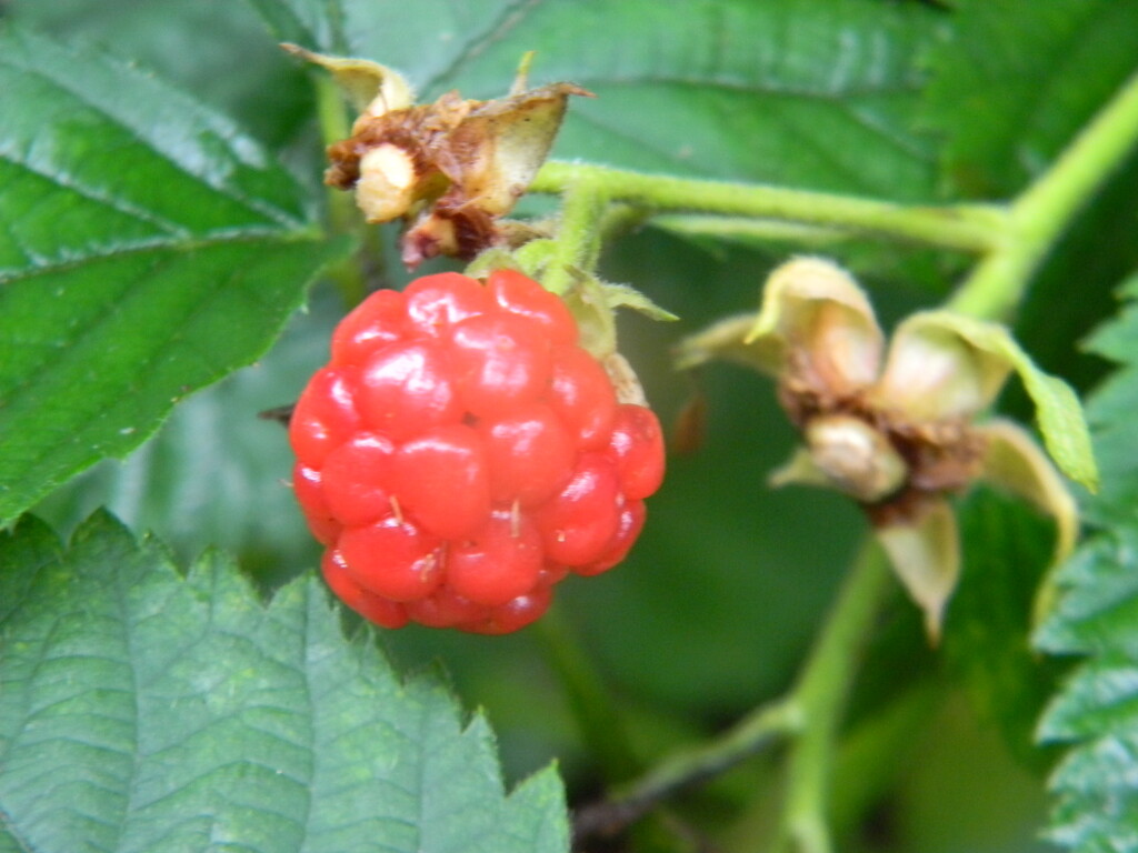 Unripe Blackberry  by sfeldphotos