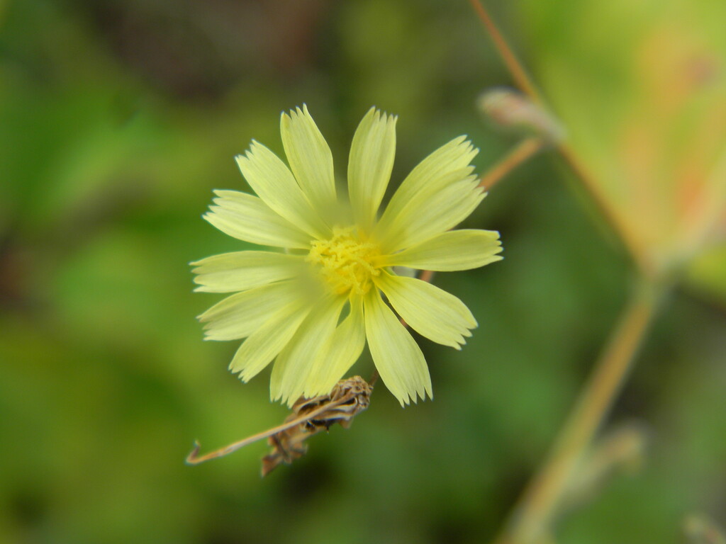 Yellow Flower in Parking Lot  by sfeldphotos