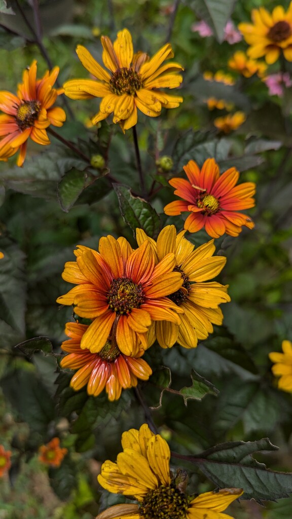 Some Flowers from my Garden by julie