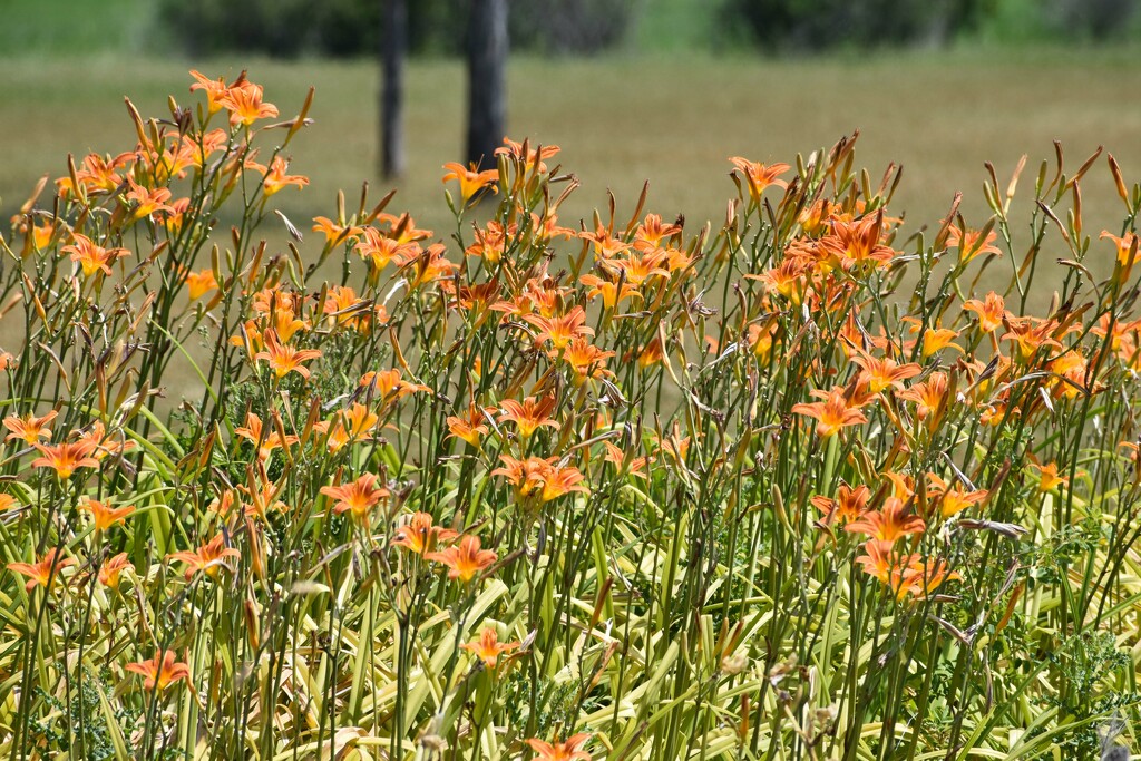 Wild Day Lilies by bjywamer