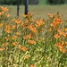 Wild Day Lilies by bjywamer