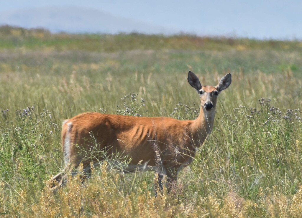 Is It A Whitetail Or A Mule Deer Doe? by bjywamer