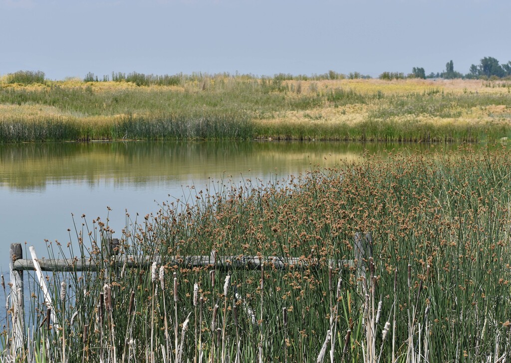 A Familiar Pond... by bjywamer