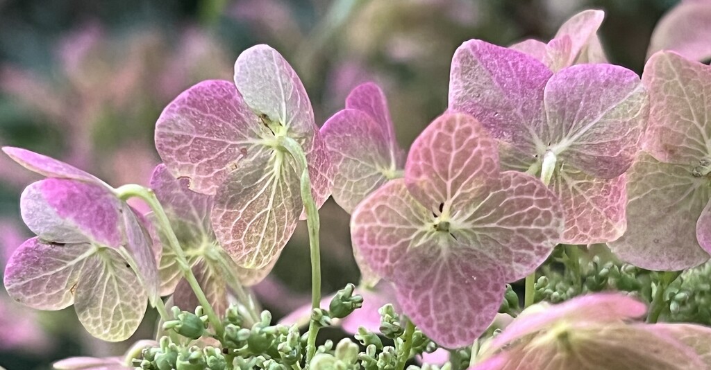 Hydrangea by sjgiesman