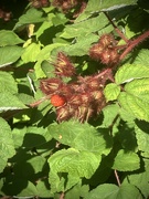 20th Jul 2024 - Wineberry