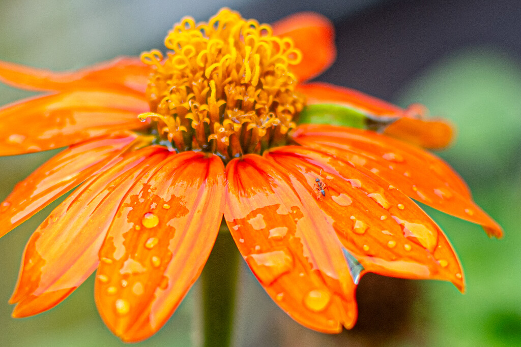 It rained!!! by thewatersphotos