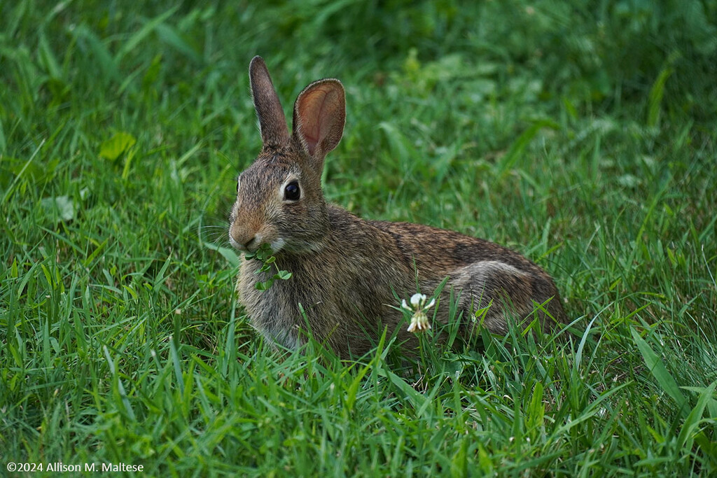 Organic Clover Nibbler by falcon11