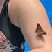 Friendly butterfly