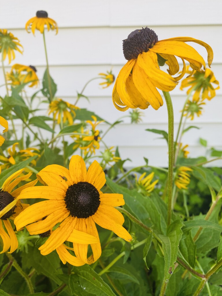 Black-eyed Susan by mtb24