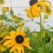 Black-eyed Susan by mtb24