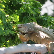 19th Jul 2024 - Iguana 