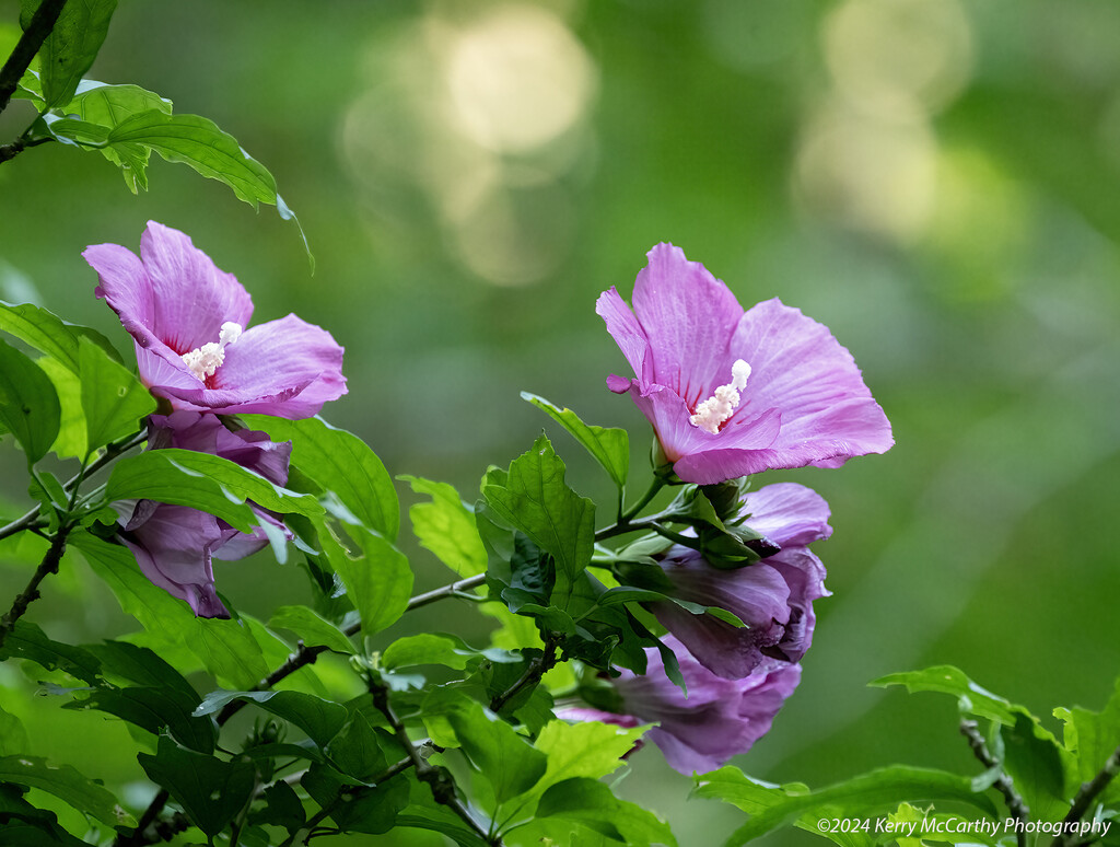 Rose of Sharon by mccarth1