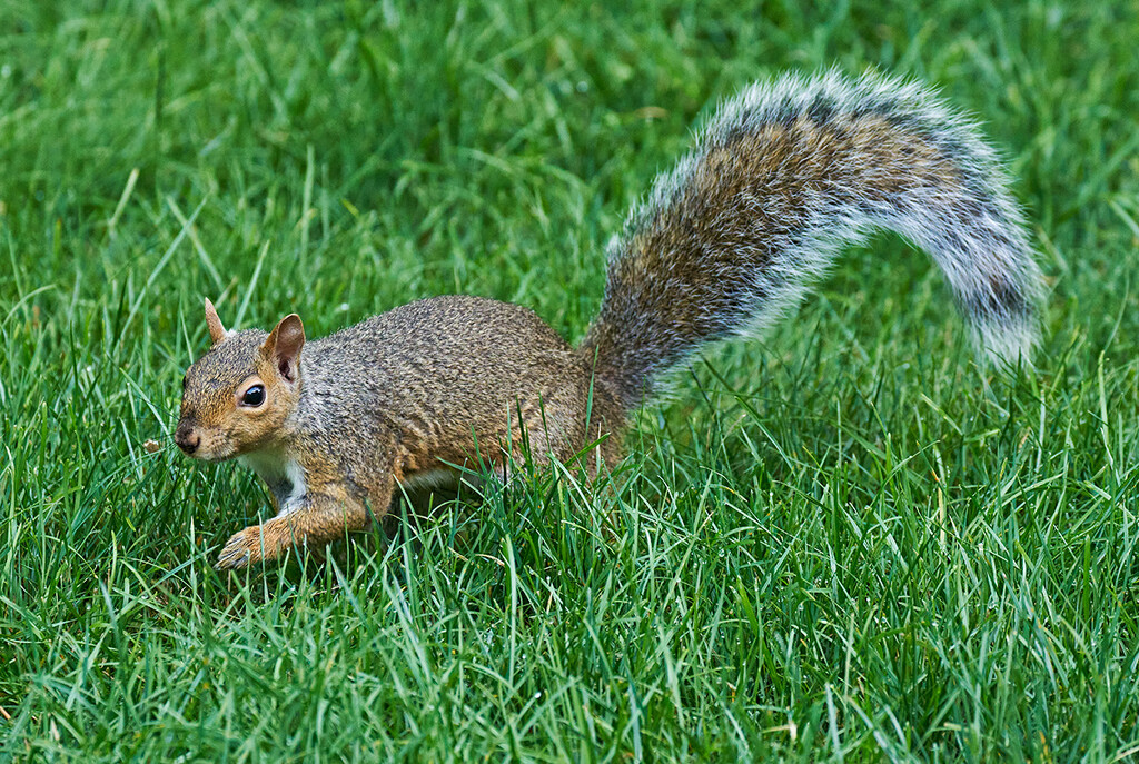 Bounding Through the Grass by gardencat