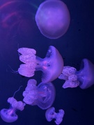 19th Jul 2024 - Jelly Fish 