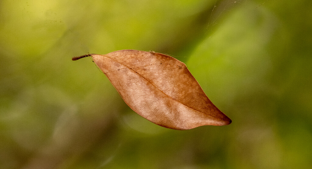 The Leaf Just Appeared to Be Floating in Air! by rickster549