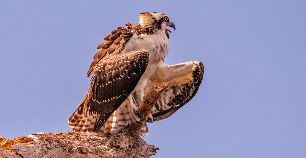 Juvenile Osprey Screaming for Mom to Come By! by rickster549