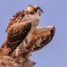 Juvenile Osprey Screaming for Mom to Come By!