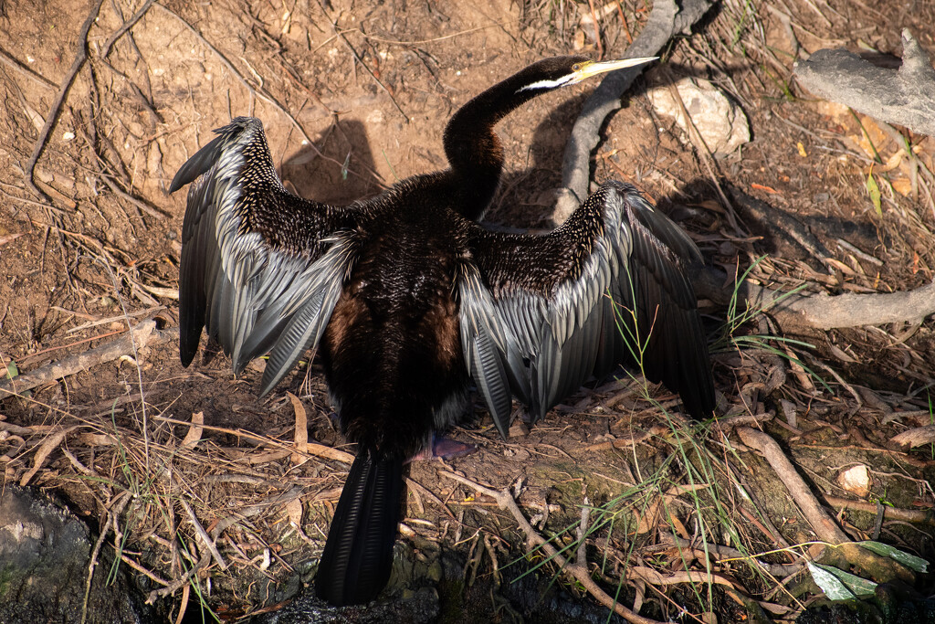 Australasian Darter by nannasgotitgoingon