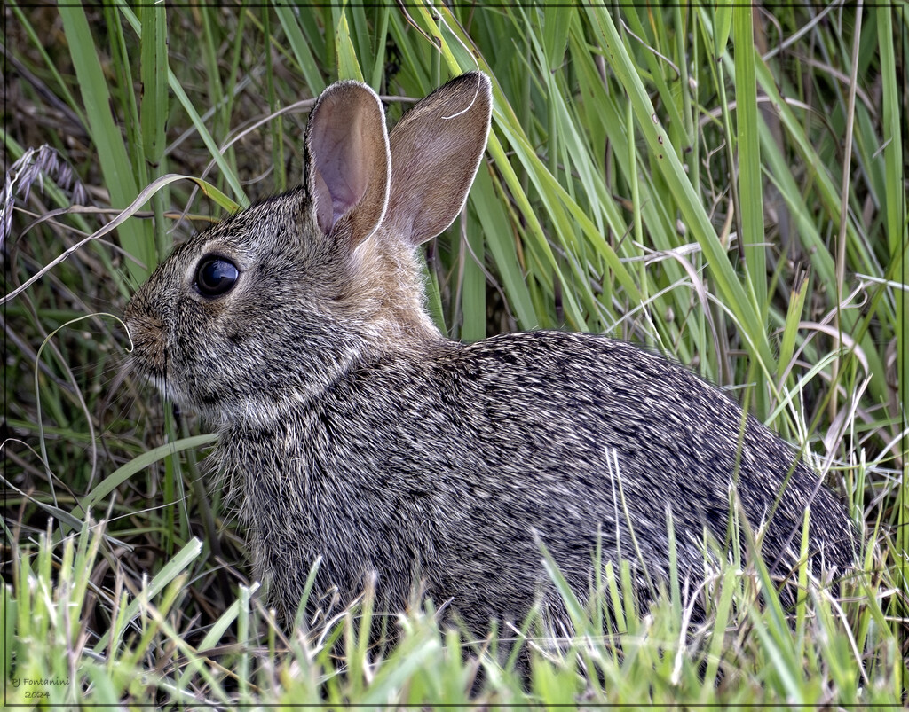 Bunny Wabbit by bluemoon