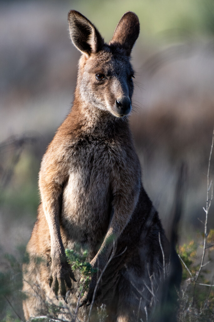 Eastern Grey Kangaroo by nannasgotitgoingon