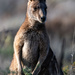 Eastern Grey Kangaroo by nannasgotitgoingon