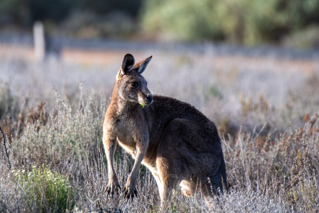 Eastern Grey Kangaroo by nannasgotitgoingon