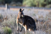 15th Jul 2024 - Eastern Grey Kangaroo