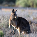 Eastern Grey Kangaroo by nannasgotitgoingon