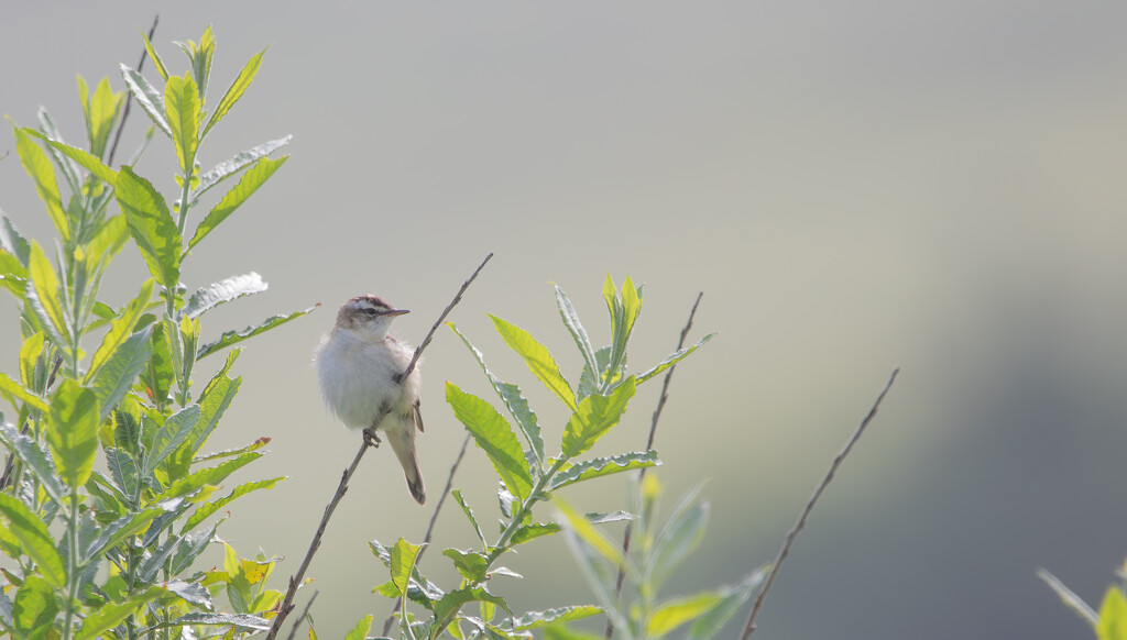 Sedge Warbler by lifeat60degrees