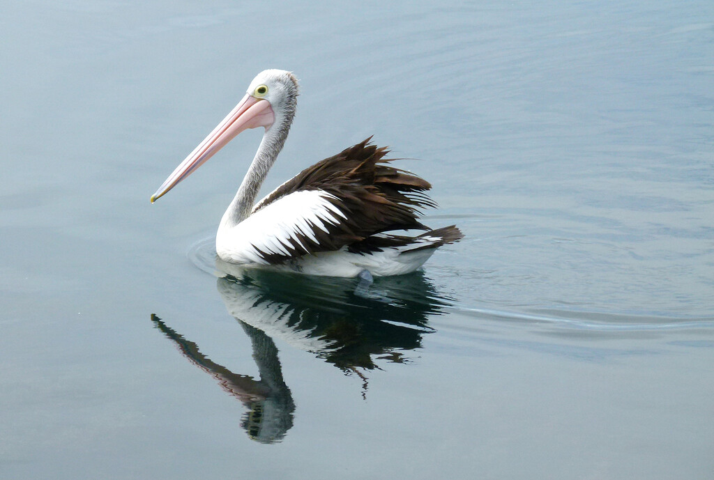 Paddling Along by onewing