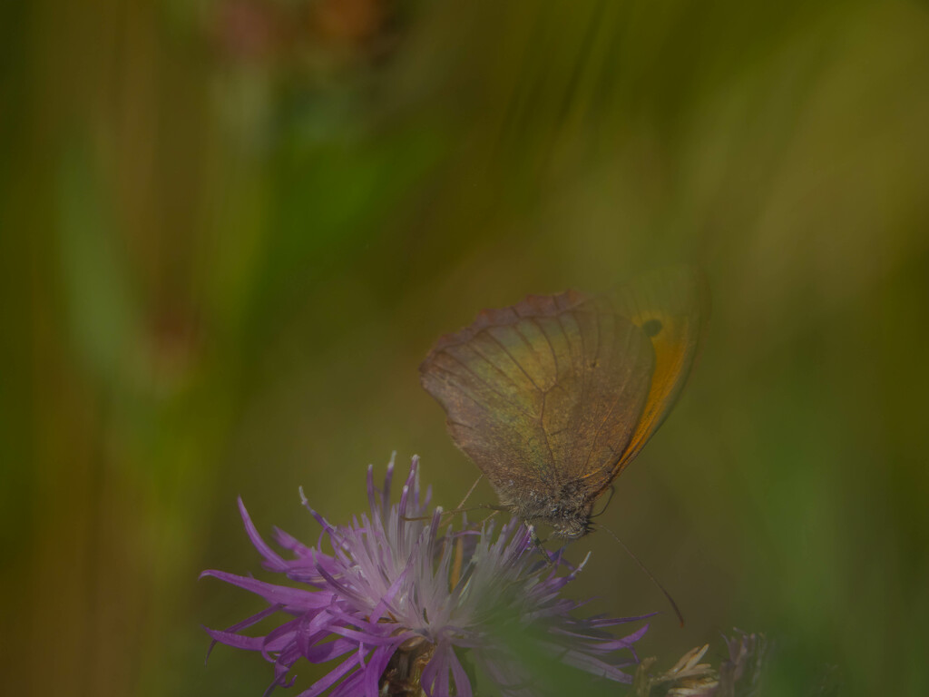 Through the curtain of grass by haskar