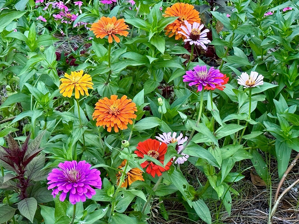 Zinnias make me smile! by congaree