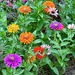 Zinnias make me smile! by congaree