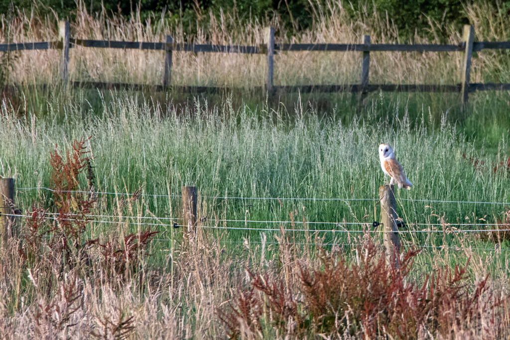 Barn Owl by phil_sandford