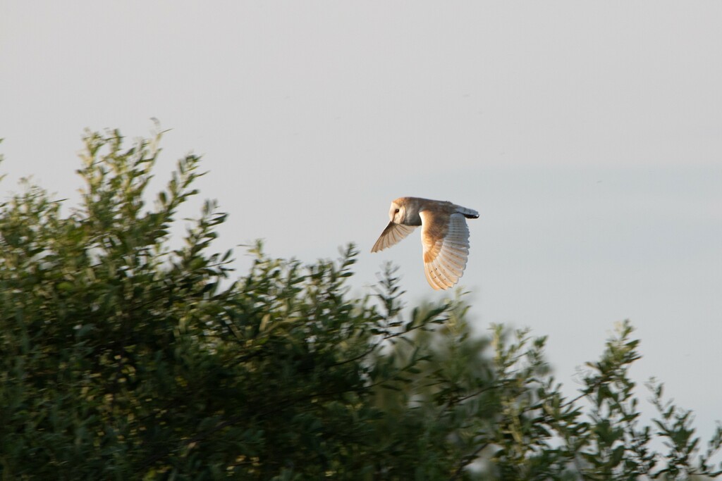 Barn Owl by phil_sandford