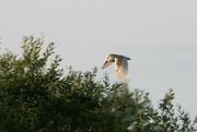 18th Jul 2024 - Barn Owl