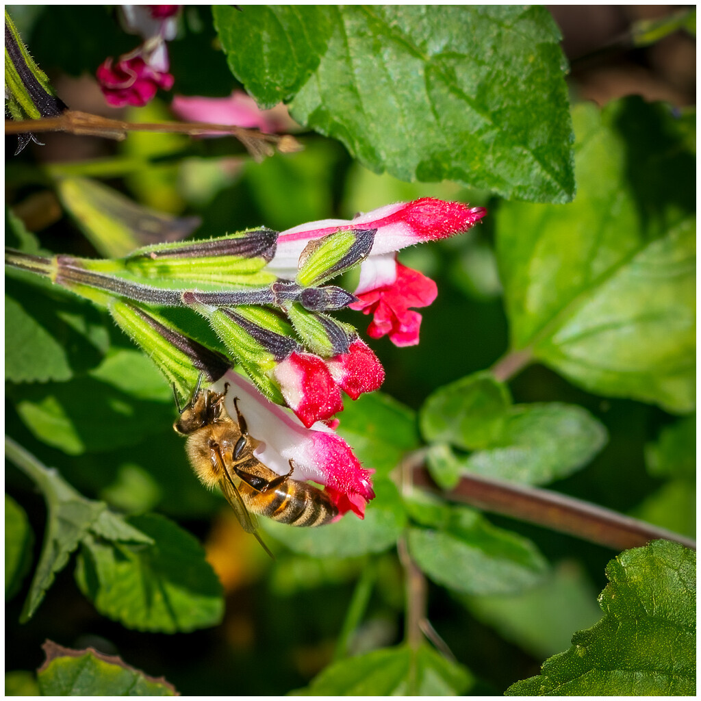 Shots from the garden -  through my eyes by clifford