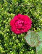 20th Jul 2024 - Red rose