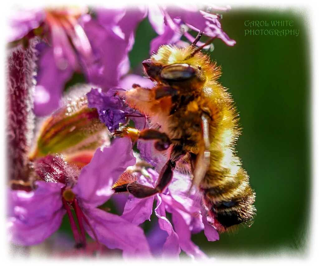 Backlit Bee by carolmw