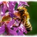 Backlit Bee